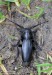 kozlíček černý (Brouci), Dorcadion aethiops (Scopoli, 1763), Cerambycidae (Coleoptera)
